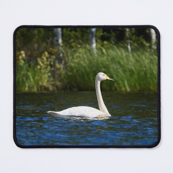 Item preview, Passing by. Whooper swan designed and sold by Jouko Lehto Photography.