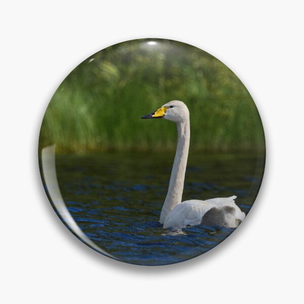 Item preview, Green grass blue waters. Whooper swan designed and sold by Jouko Lehto Photography.