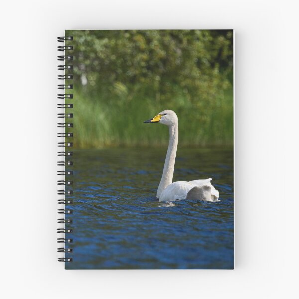 Item preview, Green grass blue waters. Whooper swan designed and sold by Jouko Lehto Photography.