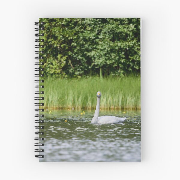 Item preview, Looking at you now.Whooper swan designed and sold by Jouko Lehto Photography.