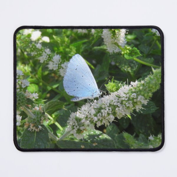 Item preview, Holly Blue Butterfly on Mint designed and sold by wiggyofipswich.