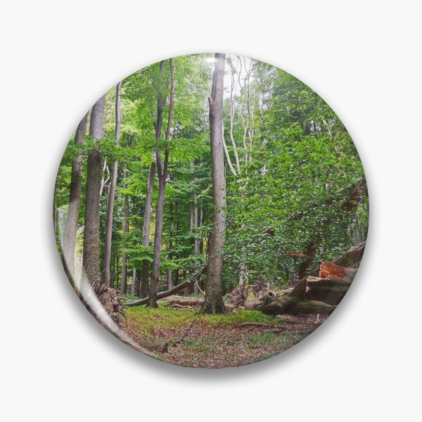 Item preview, Beech forest Jasmund National Park designed and sold by Cosmic Landscapes.