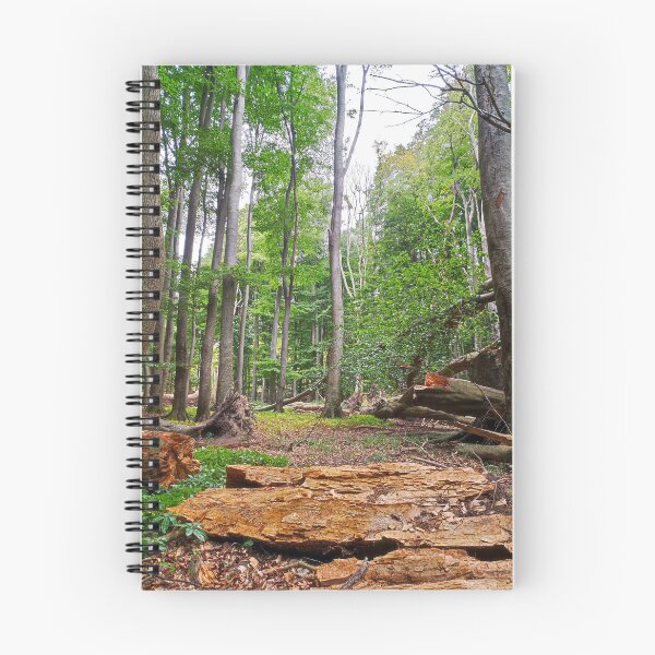 Item preview, Beech forest Jasmund National Park designed and sold by Cosmic Landscapes.