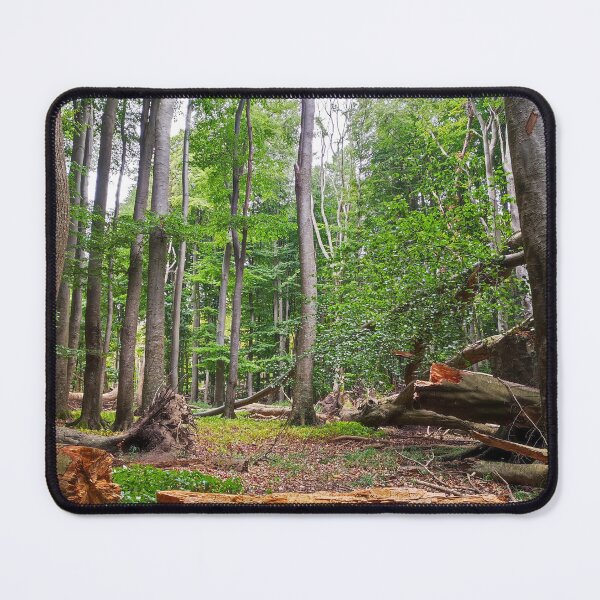 Item preview, Beech forest Jasmund National Park designed and sold by Cosmic Landscapes.
