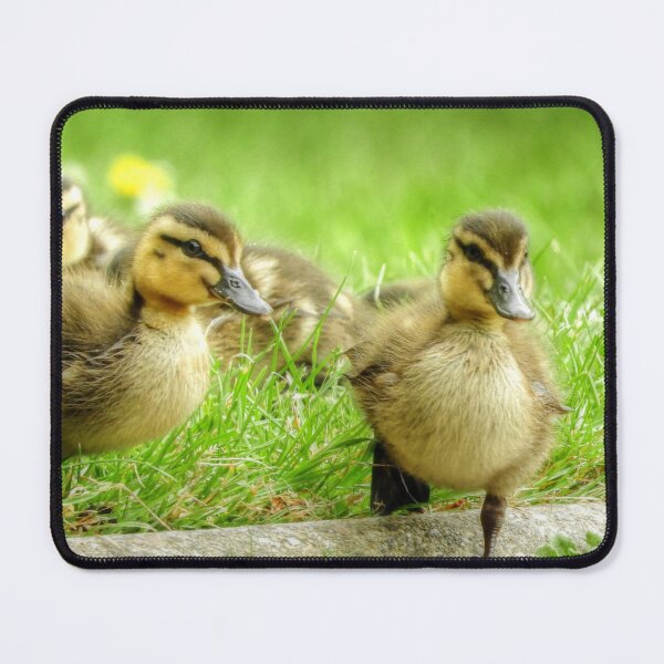 Item preview, Ducklings designed and sold by SusiSu72.