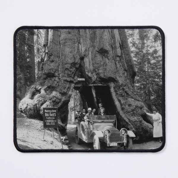 Item preview, 1918 the Wawona tree, Mariposa Grove, Yosemite Valley, California redwood and giant sequoia tree vintage black and white photograph designed and sold by Astrid Arkhangelsky.