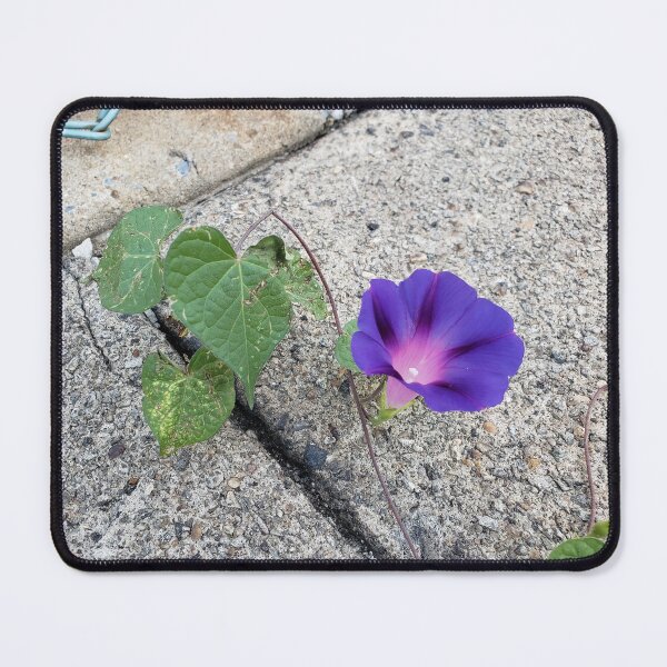 Item preview, Sidewalk Morning Glory designed and sold by concretebotany.