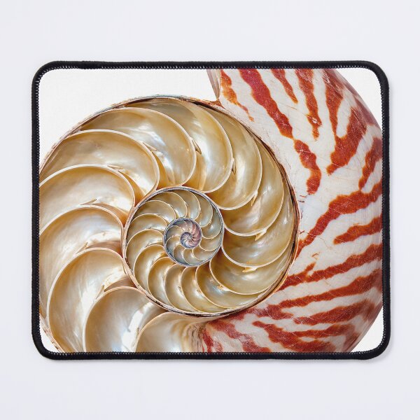 Item preview, Chambered Nautilus: Unbothered Since Forever designed and sold by Helt-enkelt.