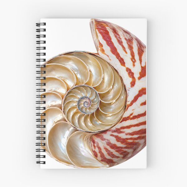Item preview, Chambered Nautilus: Unbothered Since Forever designed and sold by Helt-enkelt.