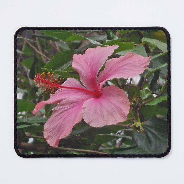 Item preview, Pink Hibiscus designed and sold by CrystalDragon01.