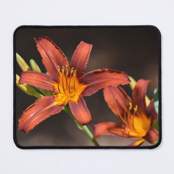 Item preview, Red Daylily designed and sold by CrystalDragon01.