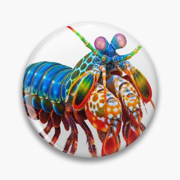 Item preview, Peacock Mantis Shrimp – Vivid Reef Portrait designed and sold by Helt-enkelt.