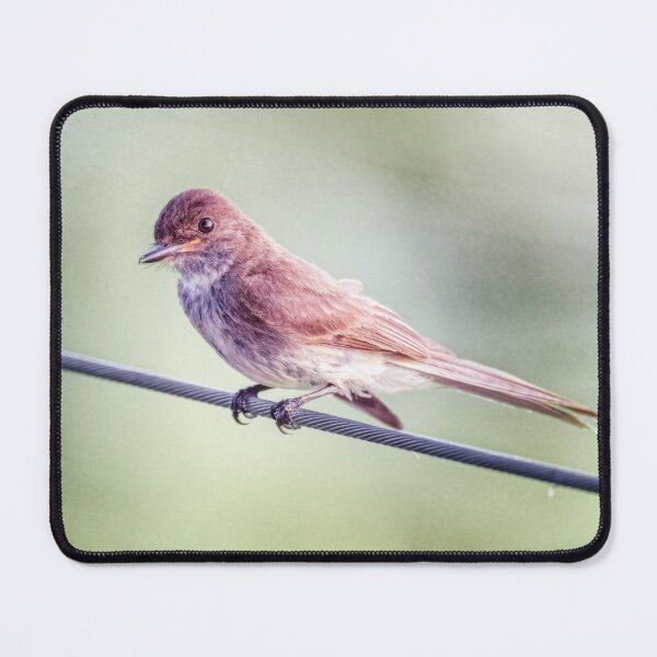 Item preview, Eastern Phoebe designed and sold by PhotoArt by Joan Carroll.