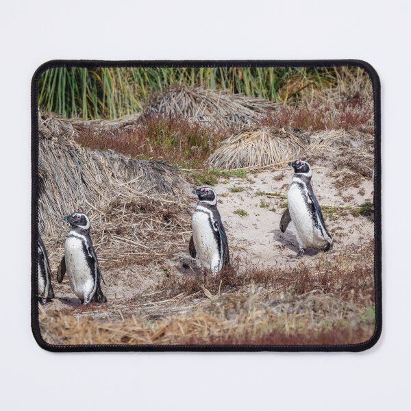 Item preview, Magellanic Penguins on the Falklands designed and sold by PhotoArt by Joan Carroll.