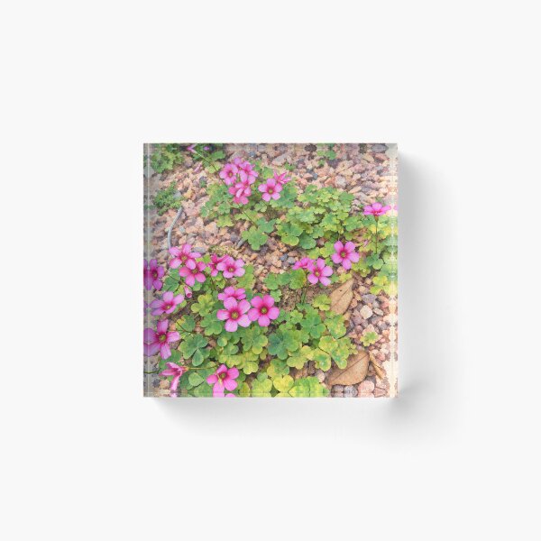 Item preview, Little Pink Blossoms designed and sold by Carol-arts-.