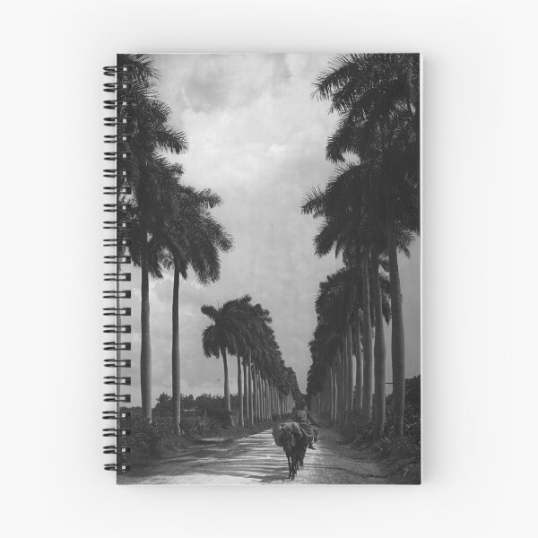 Item preview, 1903 Avenue of Palms, Havana, Cuba landscape vintage black and white photograph designed and sold by Astrid Arkhangelsky.