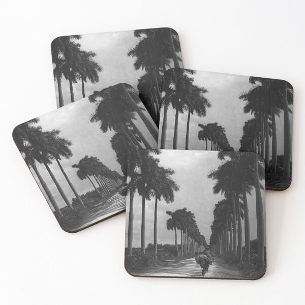 Item preview, 1903 Avenue of Palms, Havana, Cuba landscape vintage black and white photograph designed and sold by Astrid Arkhangelsky.