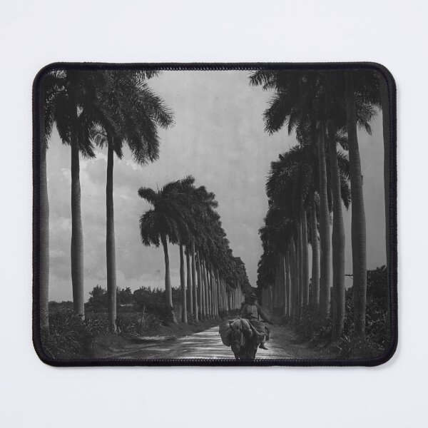 Item preview, 1903 Avenue of Palms, Havana, Cuba landscape vintage black and white photograph designed and sold by Astrid Arkhangelsky.