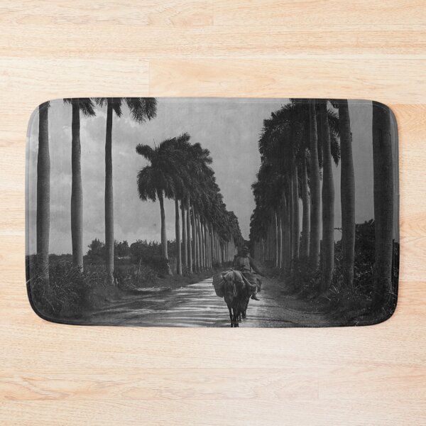 Item preview, 1903 Avenue of Palms, Havana, Cuba landscape vintage black and white photograph designed and sold by Astrid Arkhangelsky.