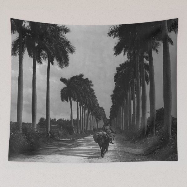 Item preview, 1903 Avenue of Palms, Havana, Cuba landscape vintage black and white photograph designed and sold by Astrid Arkhangelsky.