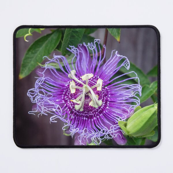 Item preview,  A Passion for Flowers Passion Flower designed and sold by RichFrancoCars.
