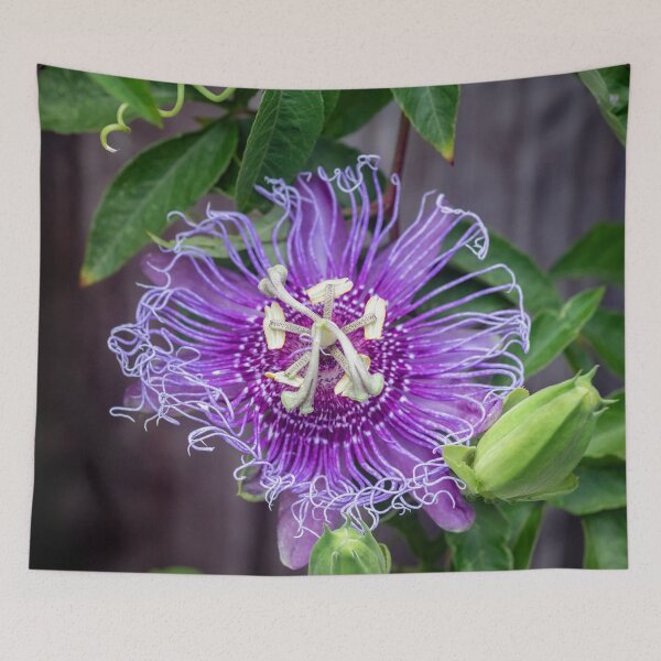 Item preview,  A Passion for Flowers Passion Flower designed and sold by RichFrancoCars.