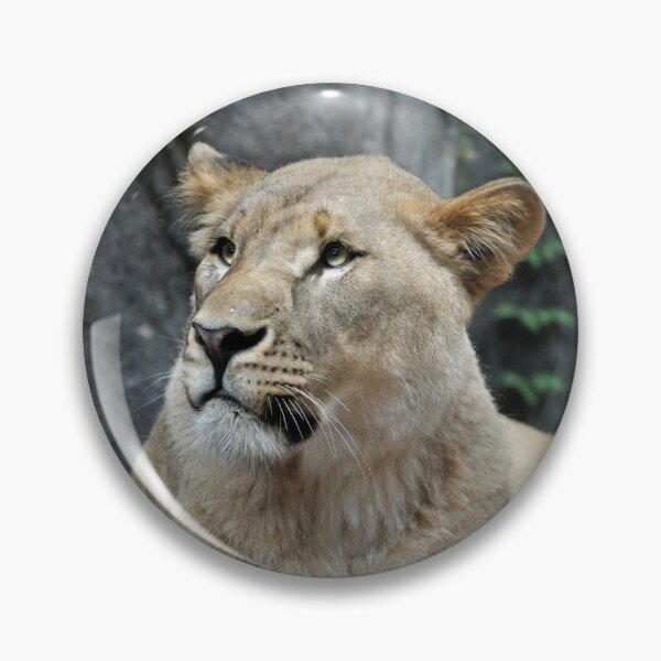 Item preview, Majestic Lioness in Natural Habitat designed and sold by Savannah Gibbs.
