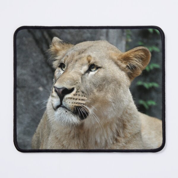 Item preview, Majestic Lioness in Natural Habitat designed and sold by Savannah Gibbs.