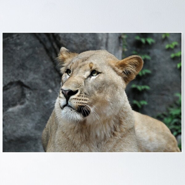Item preview, Majestic Lioness in Natural Habitat designed and sold by Savannah Gibbs.