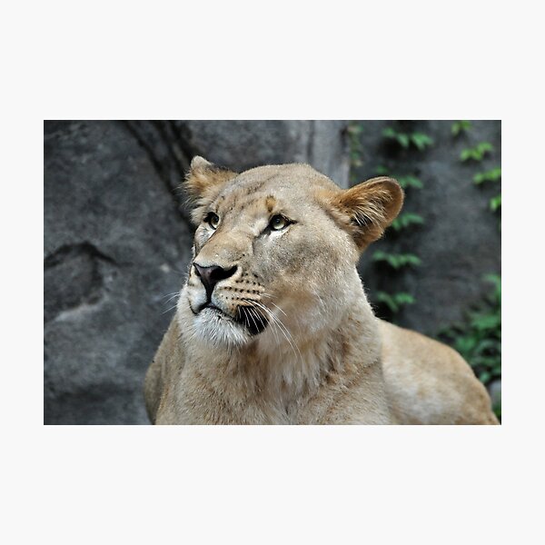 Item preview, Majestic Lioness in Natural Habitat designed and sold by Savannah Gibbs.