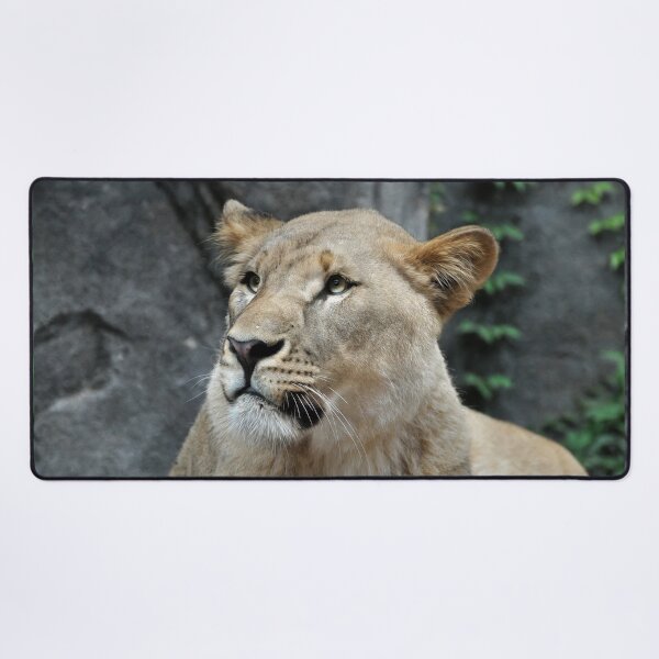 Item preview, Majestic Lioness in Natural Habitat designed and sold by Savannah Gibbs.