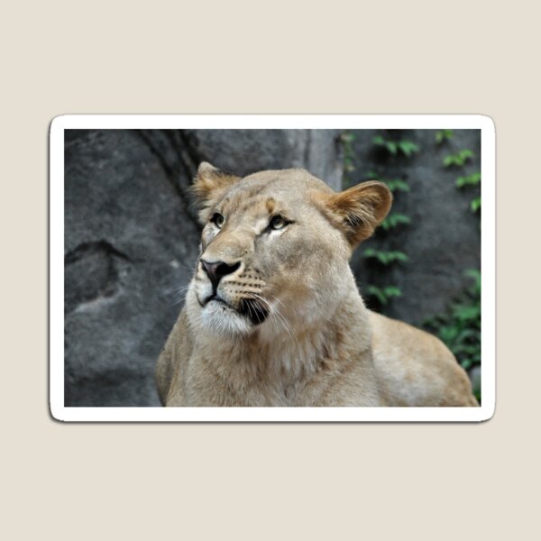 Item preview, Majestic Lioness in Natural Habitat designed and sold by Savannah Gibbs.