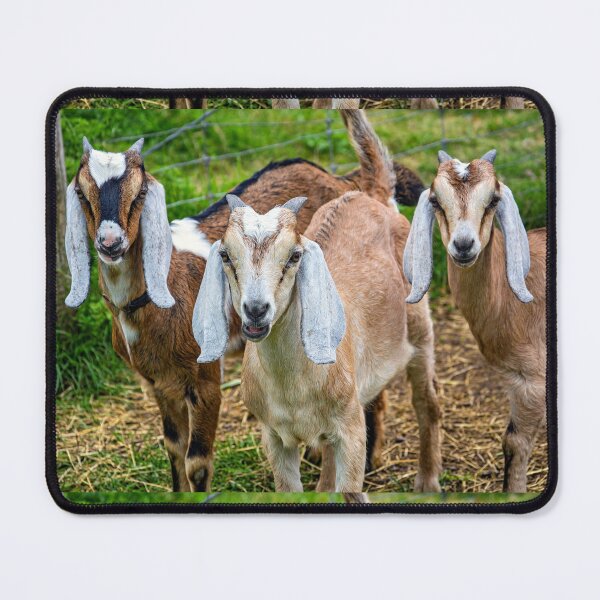 Item preview, Three Goats in a Field designed and sold by Savannah Gibbs.