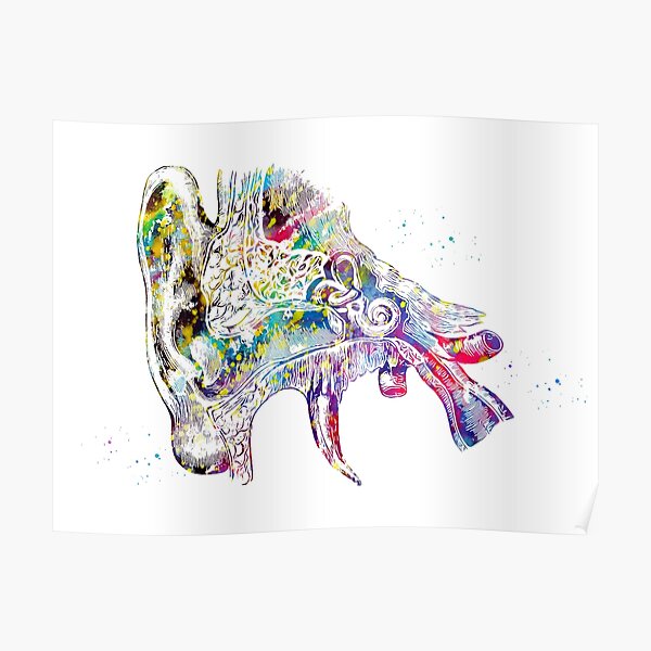 Human ear Poster