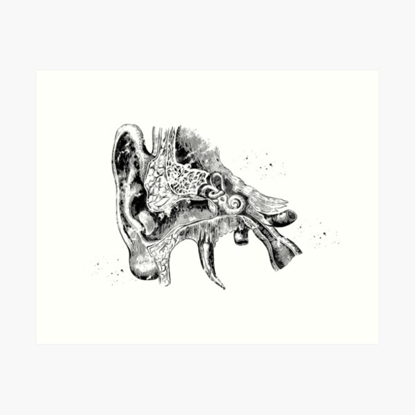 Human ear Art Print