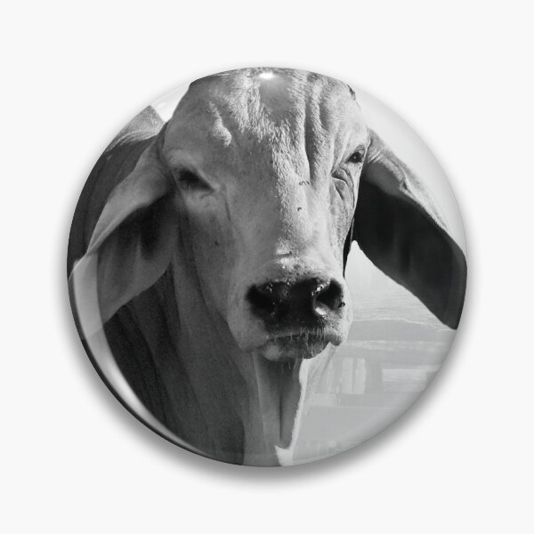 Item preview, CATTLE COUNTRY, FOR THOSE LOVERS OF THE BEAUTIFULL BRAHMAN CATTLE designed and sold by Barbara Jean Photo Art And Design.