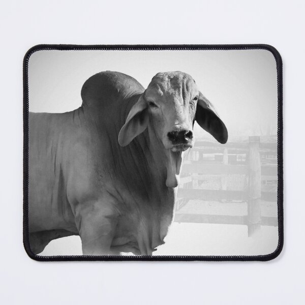 Item preview, CATTLE COUNTRY, FOR THOSE LOVERS OF THE BEAUTIFULL BRAHMAN CATTLE designed and sold by Barbara Jean Photo Art And Design.