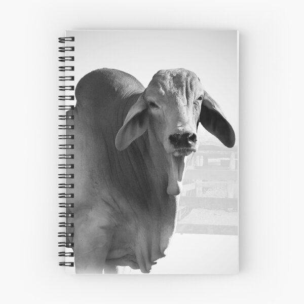 Item preview, CATTLE COUNTRY, FOR THOSE LOVERS OF THE BEAUTIFULL BRAHMAN CATTLE designed and sold by Barbara Jean Photo Art And Design.