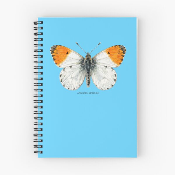 Item preview, The Uric Acid Diplomat: Anthocharis Cardamines Botanical Insect Art Print designed and sold by FreiherrPK.