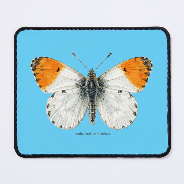 Item preview, The Uric Acid Diplomat: Anthocharis Cardamines Botanical Insect Art Print designed and sold by FreiherrPK.