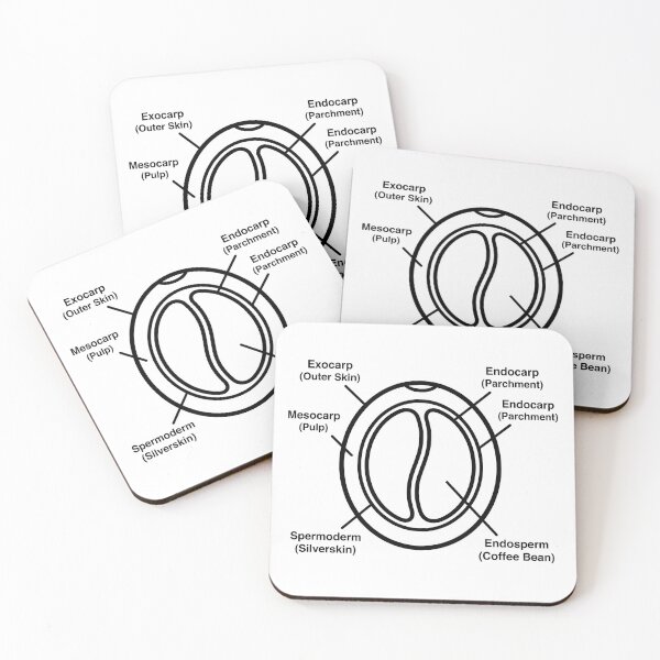 Item preview, Minimalist Coffee Bean Anatomy Botanical Diagram designed and sold by Qavex Design Co..