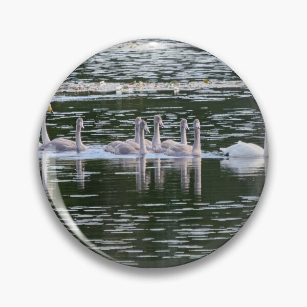 Item preview, All the family. Whooper swan designed and sold by Jouko Lehto Photography.