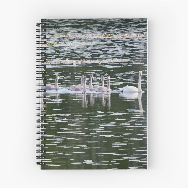 Item preview, All the family. Whooper swan designed and sold by Jouko Lehto Photography.
