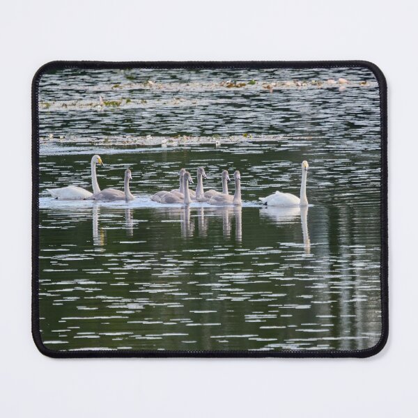 Item preview, All the family. Whooper swan designed and sold by Jouko Lehto Photography.