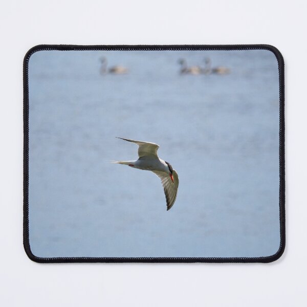 Item preview, Fishing. Common Tern designed and sold by Jouko Lehto Photography.