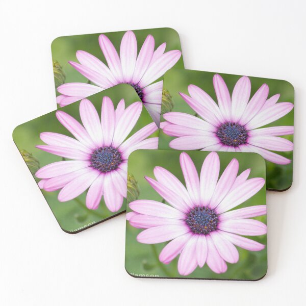 Item preview, Osteospermum Flower designed and sold by Stingray.