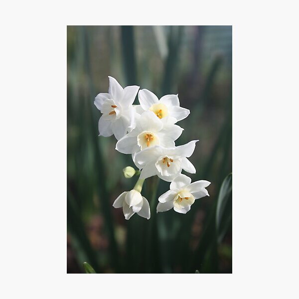 Item preview, Daffodils in Golden Light  designed and sold by Ivy's Creations.