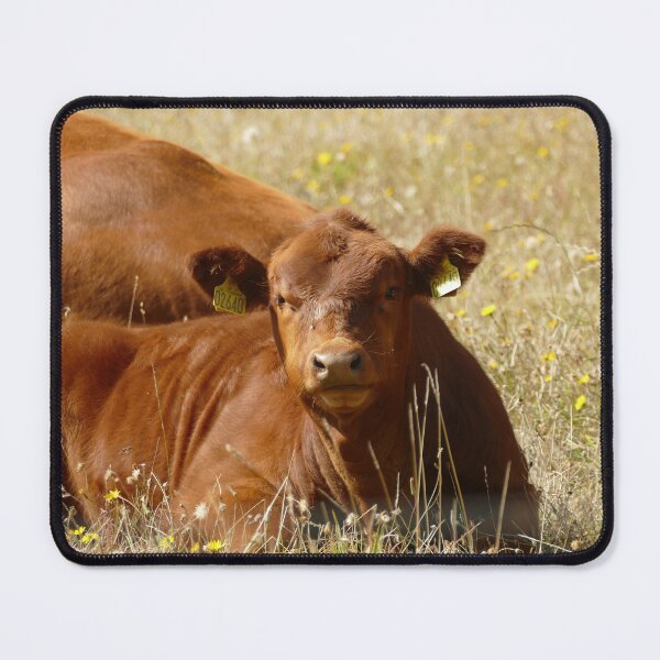 Item preview, Brown Calf in Flowering Meadow, Normandy France – French Countryside Cow designed and sold by pixperienz4u.
