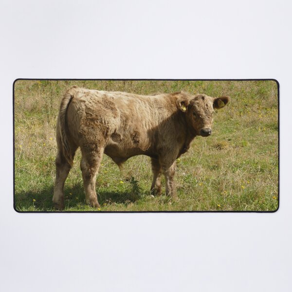 Item preview, Calf in Green Meadow, Normandy France – French Countryside Cow designed and sold by pixperienz4u.