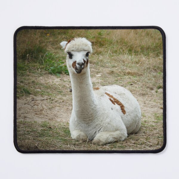 Item preview, White Alpaca with Brown Spots Resting in a Meadow – Cute Farm Animal designed and sold by pixperienz4u.